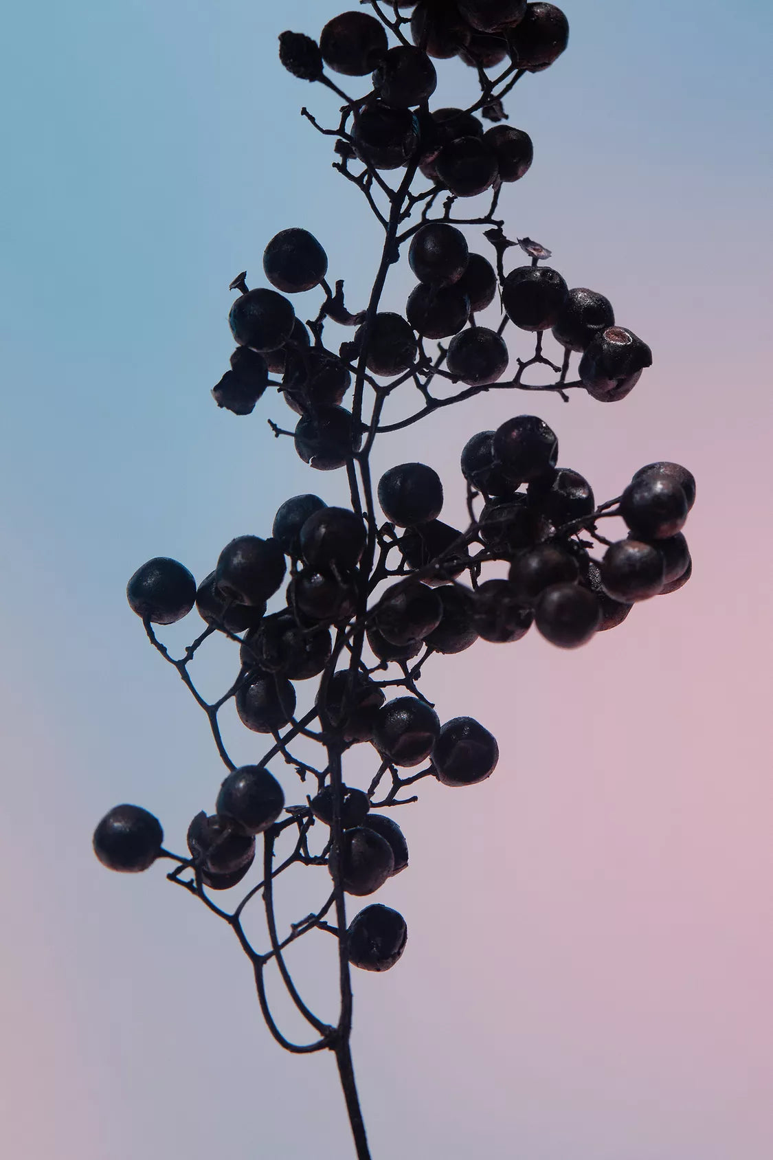 ZARA - orchid